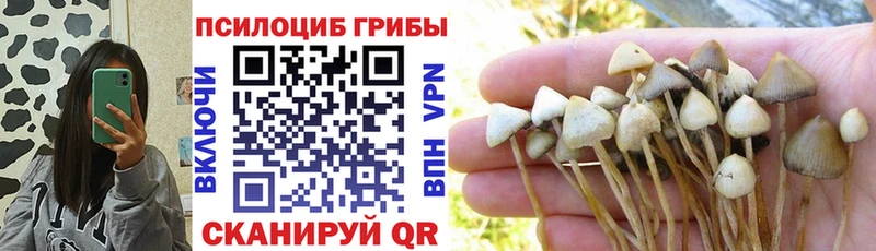 где можно купить наркотик  Покров  Псилоцибиновые грибы прущие грибы 
